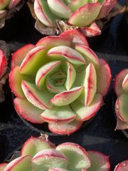 レッドライト X362×72苗 土付き 新入荷 多肉植物 詰め合わせ