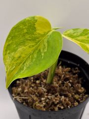 モンステラ デリシオーサ 'Yellow Marilyn' 組織培養株／モンステラ