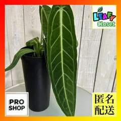 2026年最新】原種アンスリウムの人気アイテム - メルカリ