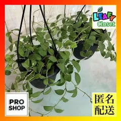 観葉植物　ホヤ sp. A 4号吊り鉢(個体おまかせ1鉢)　インテリアグリーン 室内園芸 おしゃれ 可愛い かわいい(506787)