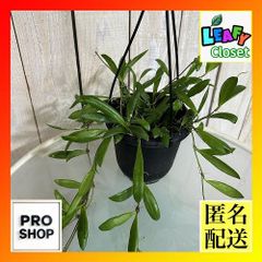 観葉植物　ホヤ sp. B 4号吊り鉢(現品)　インテリアグリーン 室内園芸 おしゃれ 可愛い かわいい(506788)