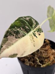 ◇マクロザミア ステノメラ 実生苗！◇Macrozamia stenomera