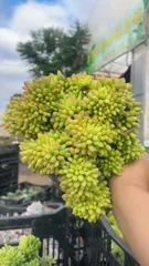 【15株の抜き苗セット】春萌石化　多肉植物　佐川急便発送　エケベリア　韓国苗　Z1925