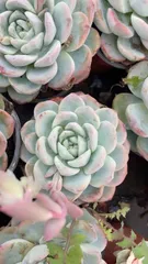 【15株の抜き苗セット】アイスグリーン　多肉植物　佐川急便発送　エケベリア　韓国苗　Z1930