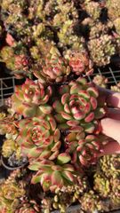 新発売 X370 ロビン 50苗セット 土と根付き 多肉植物 エケベリア 韓国