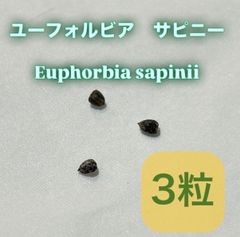 アデニア ペチュエリー 種子 5粒 - メルカリ