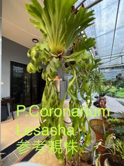 現地直買付】ビカクシダ コロナリウム レサッシャ スポア｜タイ