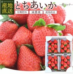 減農薬】青森県産 大玉夏イチゴ 4kg いちご 訳あり 加工用 クール便