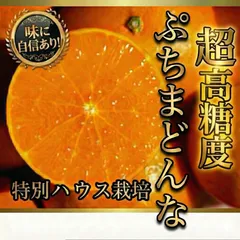 超濃厚❗️高糖度ぷちまどんな　紅❗️マドンナ　みかん　あいか 28号　1.2〜1.4キロ　12個 s〜2sサイズ　家庭用 　特別ハウス栽培