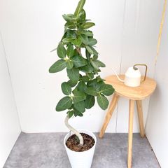 ドラセナ コンシンネ マジェンタ 1【現品】観葉植物 室内 大型 - メルカリ