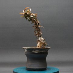 ボスウェリア ナナ 大株 開花株 - メルカリ