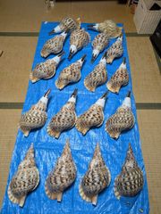 NO−72.S #法螺貝#金具入り#ほら貝#ホラ貝#修験道#和楽器#新品未使用