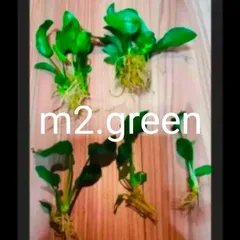 2026年最新】アヌビアスナナの人気アイテム - メルカリ