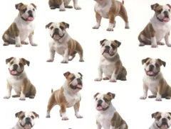 【ゆきちゃん限定】X2597 ブルドッグ柄 白 コットン生地 1m