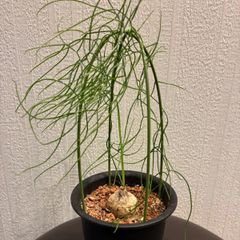 ミニ　蒼角殿鉢ごと全部！ 安い多肉植物 蒼角殿の通販商品を比較 | ショッピング情報のオークファン