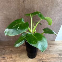 ★フィロデンドロン　ホワイトウィザード ② 現品 Philodendron ‘white wizard’ フィロデン 斑入り 斑 斑入 観葉植物 観葉 植物 珍奇植物 珍奇 珍しい インテリア おしゃれ かわいい グリーン