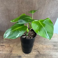 2026年最新】フィロデンドロン 斑入りの人気アイテム - メルカリ