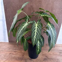 ★キサントソーマ リンデニー ② Xanthosoma  lindenii 陶器鉢 現品 サトイモ科  カラディウム属  観葉植物  ワンランクアップな空間  観葉植物 観葉 植物  インテリア おしゃれ かわいい プレゼント おすすめ