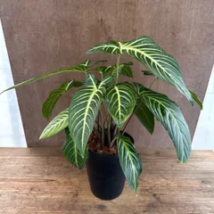 ★キサントソーマ リンデニー ③ Xanthosoma  lindenii プラ鉢 現品 サトイモ科  カラディウム属  観葉植物  ワンランクアップな空間  観葉植物 観葉 植物  インテリア おしゃれ かわいい プレゼント おすすめ