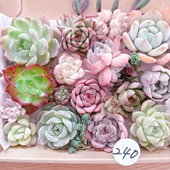 240 多肉植物寄せ植えセット