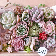 241 多肉植物寄せ植えセット