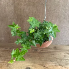 【サンプル】パルムポット ヘデラ ヘリックス ピッツバーグ Hedera helix 'Pittsburgh' ヘデラ属 アイビー ヘリックス 観葉植物 観葉 植物 つる性植物 つる性 ハンギング インテリア プレゼント おしゃれ かわいい グリーン 誕生日