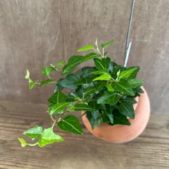 【サンプル】パルムポット ヘデラ ヘリックス レディケイ Hedera helix 'Lady Kaye' ヘデラ属 アイビー ヘリックス 観葉植物 観葉 植物 つる性植物 つる性 ハンギング インテリア プレゼント おしゃれ かわいい グリーン 誕生日