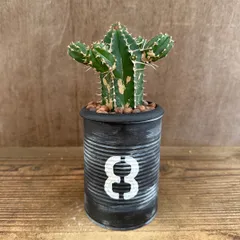 ★リメイク缶★　ユーフォルビア 大正キリン  現品 Euphorbia echinus トウダイグサ科 ユーフォルビア属 現品 観葉植物 観葉 植物 珍奇植物 珍奇 珍しい レア 希少 多肉植物 多肉 インテリア プレゼント おうち時間 グリーン おすすめ