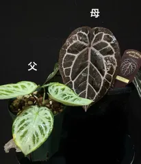 2026年最新】アンスリウムミッシェルの人気アイテム - メルカリ