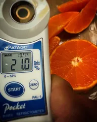 ⭐️奇跡のせとか⭐️田中👴様の魂の果実⭐️限定300