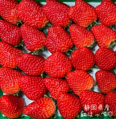 【特大 大粒】朝採り 紅ほっぺ  〜農家直送〜 いちご　苺