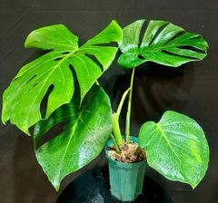 モンステラデリシオーサバルバソウルMonstera Bulbasaur - メルカリ