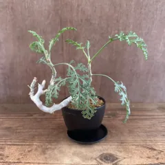ペラルゴニウム カルノーサム ① 現品　Pelargonium carnosum ペラルゴニム 枯野葵 カレノアオイ  観葉植物 観葉 植物 珍奇植物 珍奇 珍しい レア 希少 塊根植物 塊根 コーデックス 冬型植物 冬型種 冬型 インテリア プレゼント