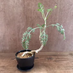 ペラルゴニウム カルノーサム② 現品　 Pelargonium carnosum ペラルゴニム 枯野葵 カレノアオイ  観葉植物 観葉 植物 珍奇植物 珍奇 珍しい レア 希少 塊根植物 塊根 コーデックス 冬型植物 冬型種 冬型 インテリア プレゼント
