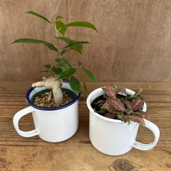 観葉2個セット　ガジュマル、フィットニア赤　フィカス 多幸の木 幸せを呼ぶ木 フィットニア 網目草  キツネノマゴ  アミメグサ　観葉植物 観葉 植物  塊根植物 塊根 コーデックス インテリア  おしゃれ プレゼント お祝い 贈り物