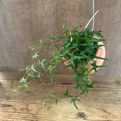 【サンプル】パルムポット ヘデラ ヘリックス アイリッシュレース Hedera helix 'Irish lace' アイビー ヘリックス 観葉植物 観葉 植物 つる性植物 つる性 ハンギング インテリア プレゼント おしゃれ かわいい グリーン 誕生日