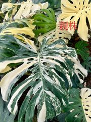 モンステラデリシオーサバルバソウルMonstera Bulbasaur - メルカリ