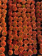 ティア 72苗 X162 土付き 大人気セット 新入荷 サボテン 詰め合わせ 多肉植物 エケベリア 韓国苗