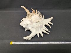 天然 貝殻 標本 テング貝 インテリア - メルカリ
