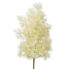 NW1スモークツリー白花接木高さ130cm9号鉢物超大苗マロンホワイト