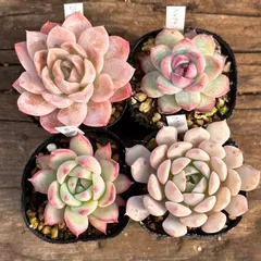 【1-21】多肉植物４点セット（現品限り）