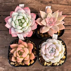 【1-22】多肉植物４点セット（現品限り）