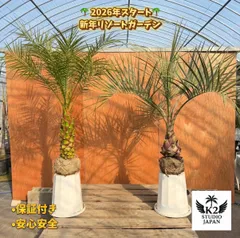 2026年最新】ココスヤシの人気アイテム - メルカリ