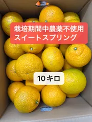 栽培期間中農薬不使用！スイートスプリングみかん！甘くて美味しい！箱込10キロ