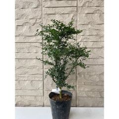 フィンガーライム　リトルルビー　５号接木苗 フィンガーライム リトルルビー 5号接木苗 - メルカリ