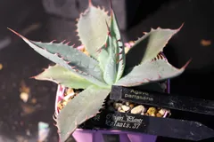 2026年最新】アガベ パラサナの人気アイテム - メルカリ