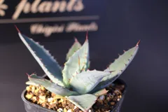 2026年最新】トランカータ 実生の人気アイテム - メルカリ