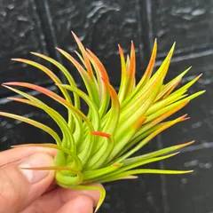 2026年最新】斑入りチランジアの人気アイテム - メルカリ