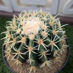 2026年最新】短刺金鯱の人気アイテム - メルカリ