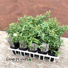 キンモクセイ キンモクセイ（金木犀） 7号 プラスチック苗 1鉢 木犀 モクセイ